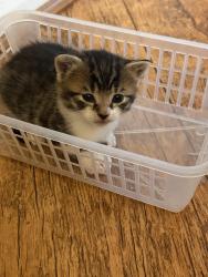 Reunited Unknown Cat last seen LE5 5NR, Leicester, England LE5 5NR