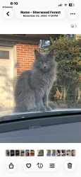 Lost Male Cat last seen E. Valley Road, Rome, GA 30161