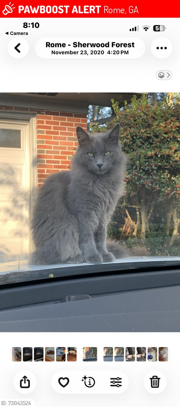 Lost Male Cat last seen E. Valley Road, Rome, GA 30161