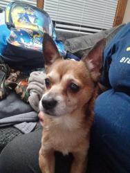 Reunited Male Dog last seen 3rd Ave and 4th ave , Calhoun st, King st, Gary, IN 46406
