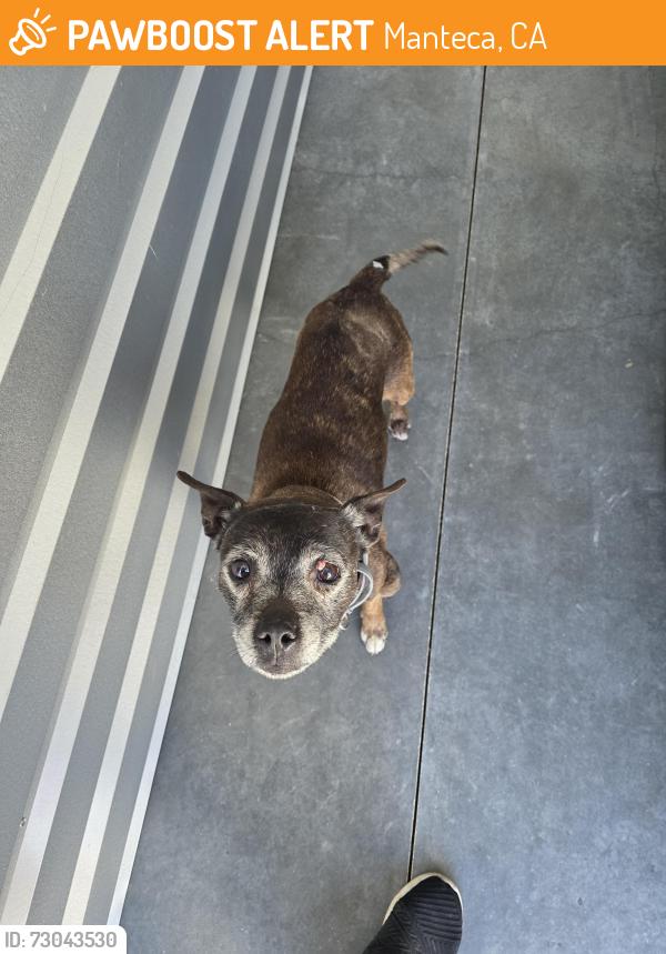 Found/Stray Female Dog last seen Airport and McKinley, Manteca, CA 95337