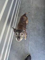 Found/Stray Female Dog last seen Airport and McKinley, Manteca, CA 95337