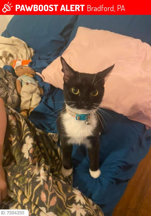 Lost Female Cat last seen congress st by beefeaters across from the church open arms, Bradford, PA 16701
