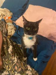 Lost Female Cat last seen congress st by beefeaters across from the church open arms, Bradford, PA 16701