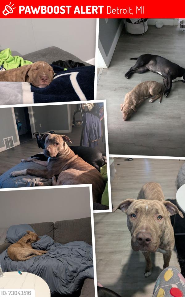 Lost Male Dog last seen Linwood and Davison , Detroit, MI 48238