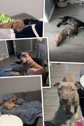 Lost Male Dog last seen Linwood and Davison , Detroit, MI 48238