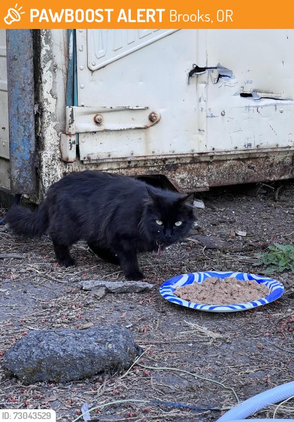 Found/Stray Female Cat last seen Ramp St, Brooks, OR 97305