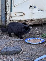 Found/Stray Female Cat last seen Ramp St, Brooks, OR 97305