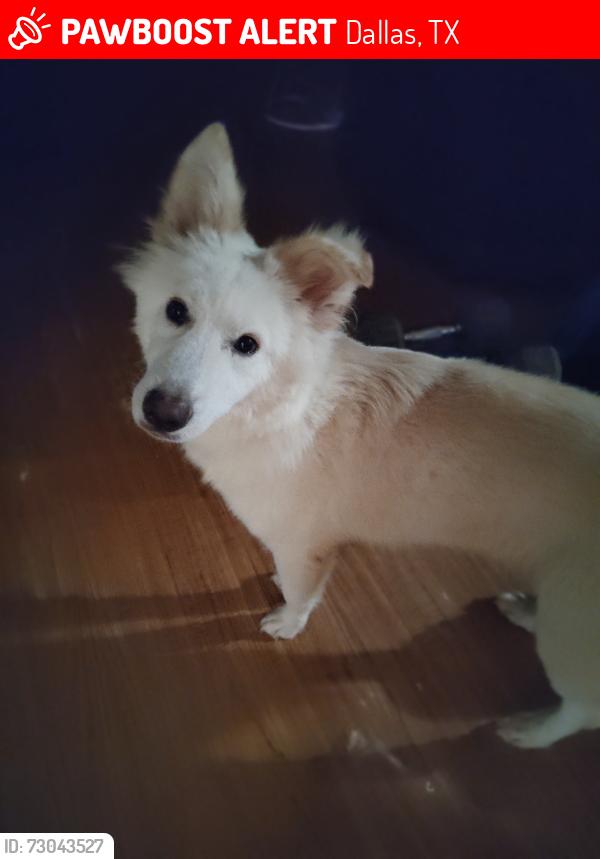 Lost Male Dog last seen Carroll Ave, Dallas, TX 75223