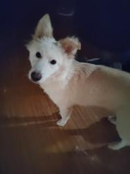 Lost Male Dog last seen Carroll Ave, Dallas, TX 75223