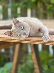 Lost Female Cat last seen 35th/St. Catherines Street, Vancouver, BC V5W 3G2