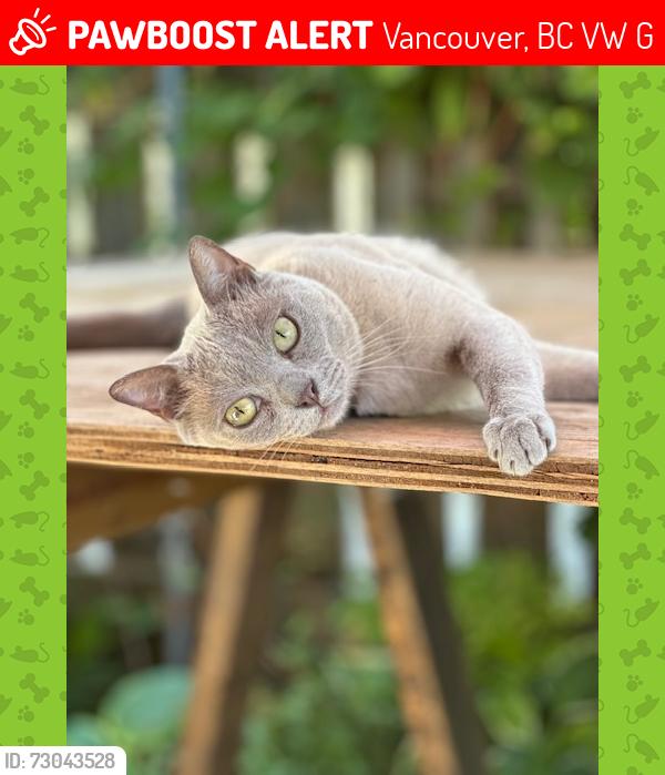 Lost Female Cat last seen 35th/St. Catherines Street, Vancouver, BC V5W 3G2
