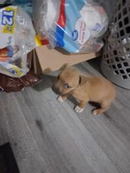 Shelter Stray Female Dog last seen Parkway Villge, Memphis, TN, 935 Farm Rd, Memphis, TN 38134, USA