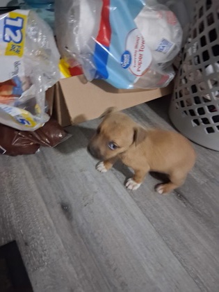 Shelter Stray Female Dog last seen Parkway Villge, Memphis, TN, 935 Farm Rd, Memphis, TN 38134, USA