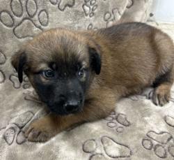 Shelter Stray Female Dog last seen Chisolm Tr / Weesaw, Brazos County, TX, 5359 Leonard Rd, Bryan, TX 77807, USA