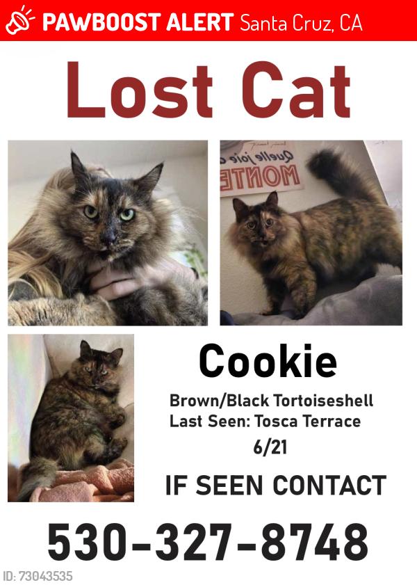 Lost Female Cat last seen High Street & Western, Santa Cruz, CA 95060