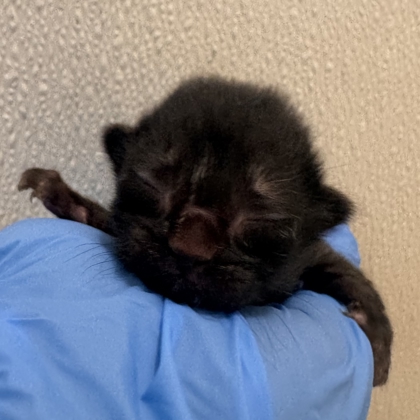 Shelter Stray Female Cat last seen Potomac / Southwest, City of College Station, TX, 5359 Leonard Rd, Bryan, TX 77807, USA