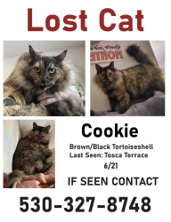 Lost Female Cat last seen High Street & Western, Santa Cruz, CA 95060