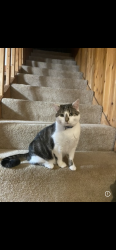 Lost Female Cat last seen fredonia wisconsin , Fredonia, WI 53021