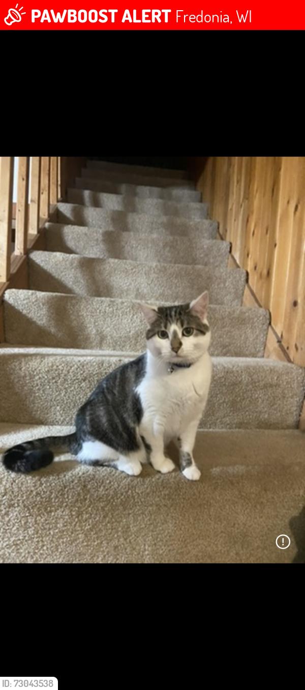 Lost Female Cat last seen fredonia wisconsin , Fredonia, WI 53021