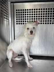 Shelter Stray Female Dog last seen Near SANDAGE AVE, West District, , 355 Hillshire Dr, Haslet, TX 76052, USA