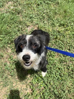 Shelter Stray Male Dog last seen Near SANDAGE AVE, West District, , 355 Hillshire Dr, Haslet, TX 76052, USA