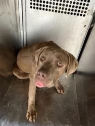 Shelter Stray Female Dog last seen AIRPORT FWY & BEACH STATE HWY 121 EB RAMP, Central District, TX, 355 Hillshire Dr, Haslet, TX 76052, USA