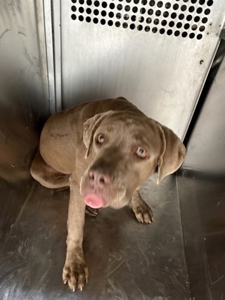 Shelter Stray Female Dog last seen AIRPORT FWY & BEACH STATE HWY 121 EB RAMP, Central District, TX, 355 Hillshire Dr, Haslet, TX 76052, USA