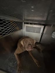 Shelter Stray Female Dog last seen AIRPORT FWY & BEACH STATE HWY 121 EB RAMP, Central District, TX, 355 Hillshire Dr, Haslet, TX 76052, USA
