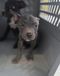 Shelter Stray Male Dog last seen Near Dowdell Rd, East District, TX, 355 Hillshire Dr, Haslet, TX 76052, USA