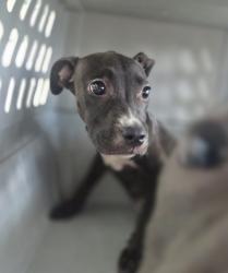 Shelter Stray Male Dog last seen Near Dowdell Rd, East District, TX, 355 Hillshire Dr, Haslet, TX 76052, USA