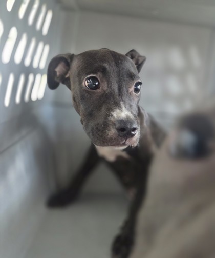 Shelter Stray Male Dog last seen Near Dowdell Rd, East District, TX, 355 Hillshire Dr, Haslet, TX 76052, USA