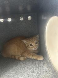 Shelter Stray Female Cat last seen Near BOAT CLUB RD, North District, TX, 355 Hillshire Dr, Haslet, TX 76052, USA