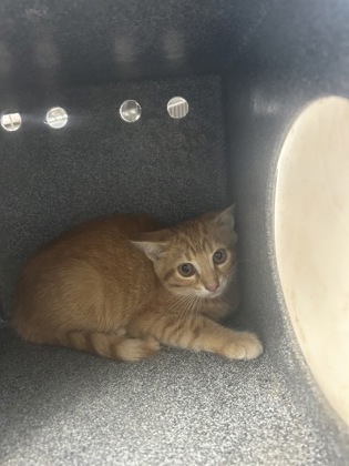 Shelter Stray Female Cat last seen Near BOAT CLUB RD, North District, TX, 355 Hillshire Dr, Haslet, TX 76052, USA