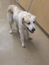 Shelter Stray Female Dog last seen Near high pointe ln, Cedar Hill, TX, 1150 E Pleasant Run Rd, Cedar Hill, TX 75104, USA