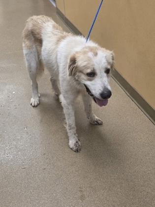 Shelter Stray Female Dog last seen Near high pointe ln, Cedar Hill, TX, 1150 E Pleasant Run Rd, Cedar Hill, TX 75104, USA