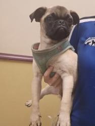 Shelter Stray Male Dog last seen Johns Dr, Desoto, TX, 1150 E Pleasant Run Rd, Cedar Hill, TX 75104, USA