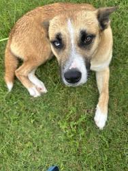 Found/Stray Female Dog last seen Ovilla and Uhl, Red Oak, TX 75154