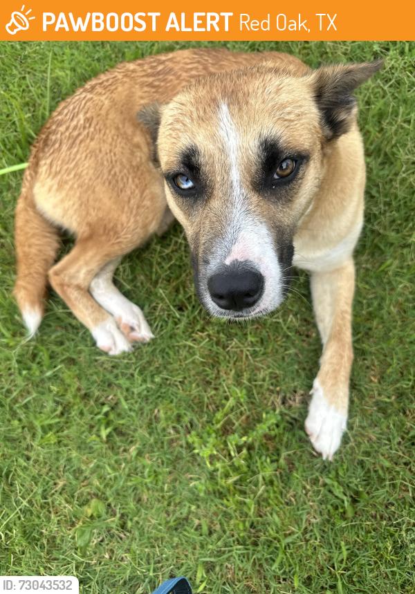Found/Stray Female Dog last seen Ovilla and Uhl, Red Oak, TX 75154