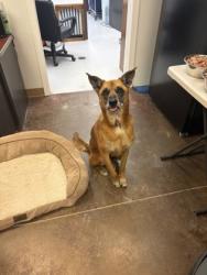 Shelter Stray Male Dog last seen wildwood, City of Alvarado, TX, 602 S Pkwy Dr, Alvarado, TX 76009, USA