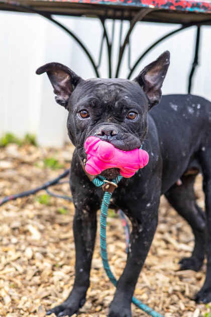 Shelter Stray Female Dog last seen , Other - Out of County, GA, 3280 Chamblee Dunwoody Rd, Chamblee, GA 30341, USA