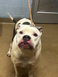 Shelter Stray Female Dog last seen Near Platina Park Court Decatur GA 30034, 30034, GA, 3280 Chamblee Dunwoody Rd, Chamblee, GA 30341, USA