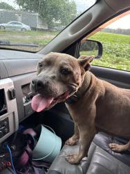 Found/Stray Female Dog last seen railroad tracks off 301, Rocky Mount, NC 27801