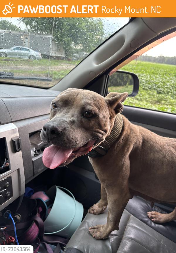Found/Stray Female Dog last seen railroad tracks off 301, Rocky Mount, NC 27801