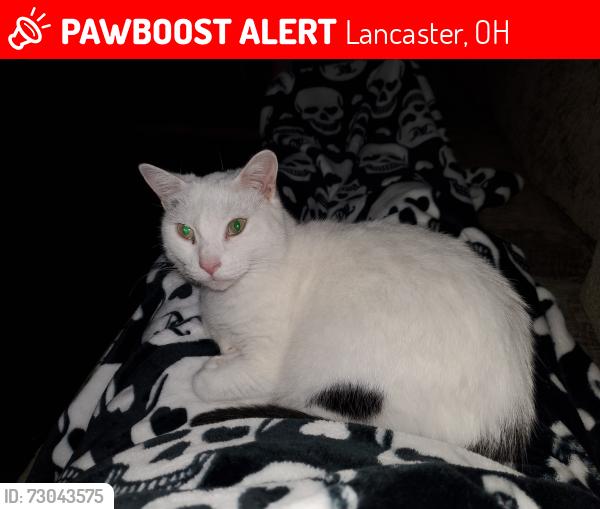 Lost Female Cat last seen W. Mulberry st., Lancaster, OH 43130