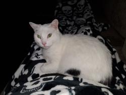 Lost Female Cat last seen W. Mulberry st., Lancaster, OH 43130