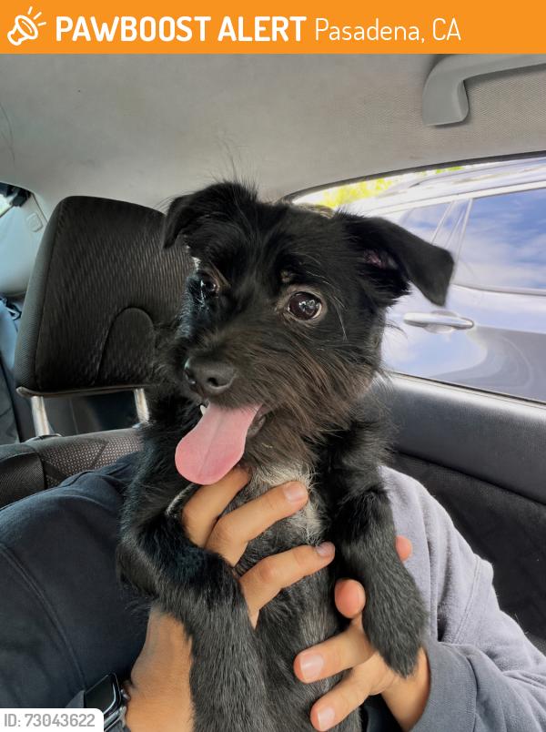 Found/Stray Male Dog last seen Near the college, Pasadena, CA 91106