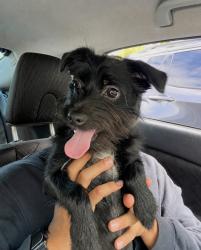 Found/Stray Male Dog last seen Near the college, Pasadena, CA 91106