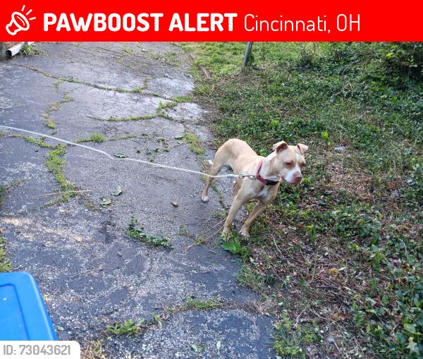 Lost Female Dog last seen Prosperity pl, Cincinnati, OH 45238