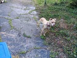 Lost Female Dog last seen Prosperity pl, Cincinnati, OH 45238